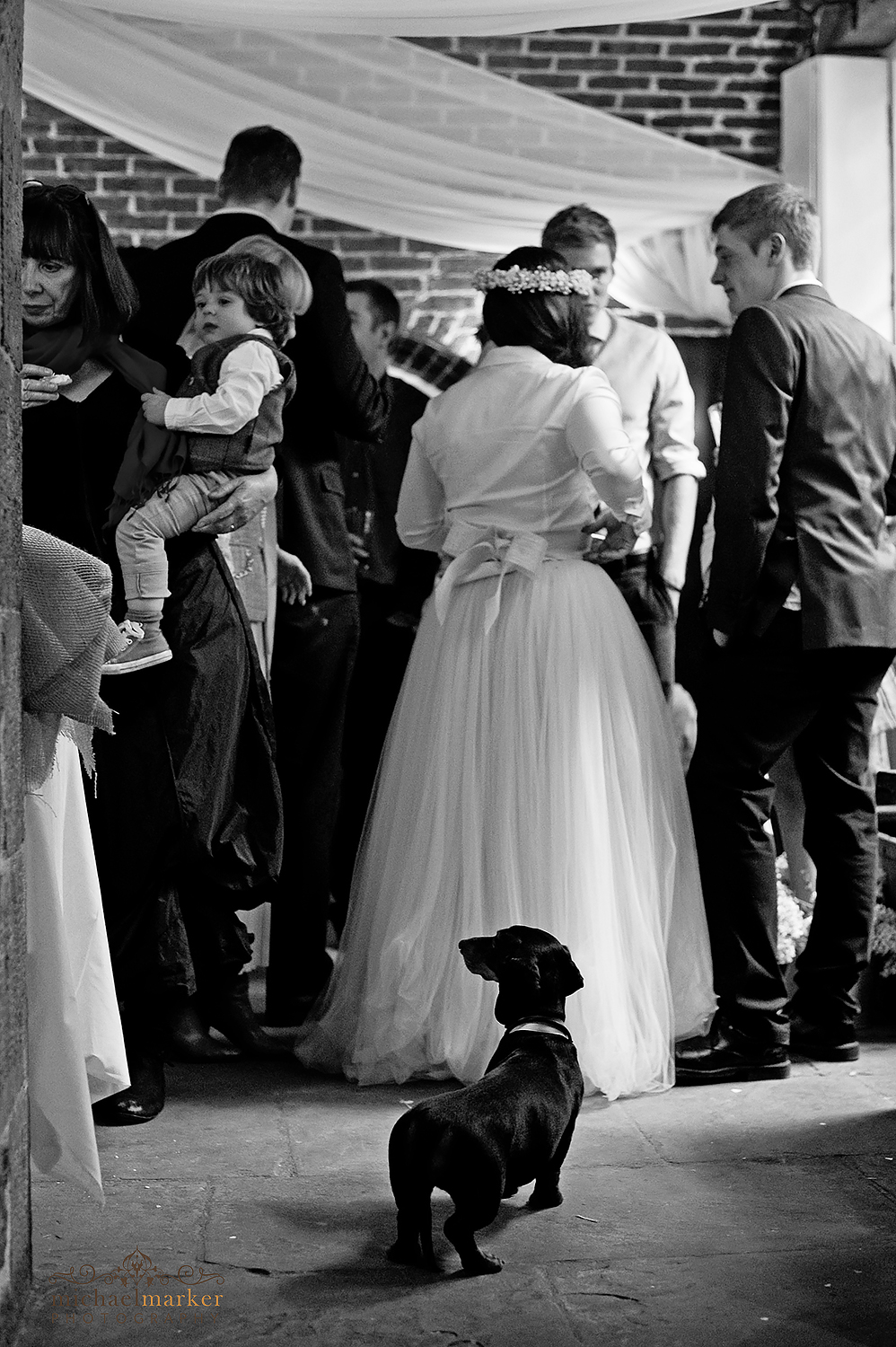 daschund at wedding reception