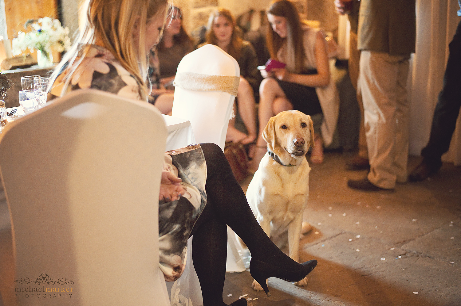 polhawn-dog-wedding-guest