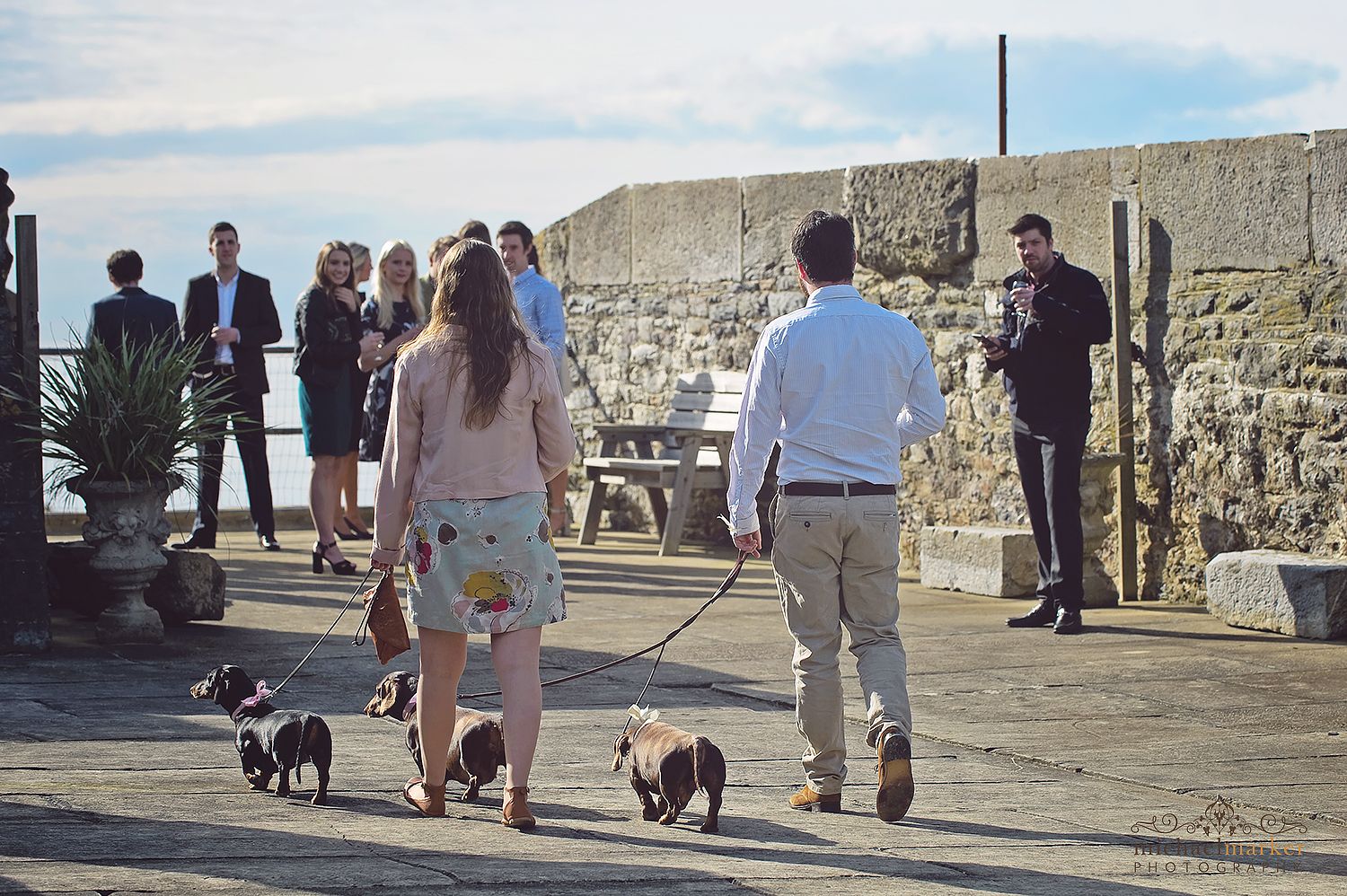 cute dogs at Cornish wedding