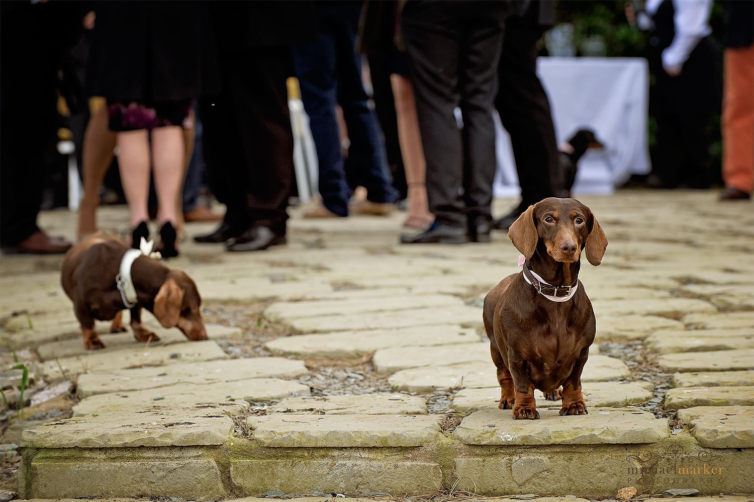 wedding-dogs